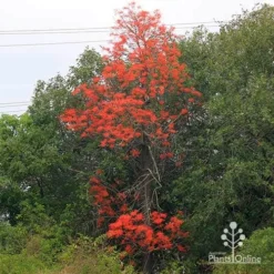 Illawarra Flame Tree - Brachychiton 15 Illawarra Flame Tree - Brachychiton -NatureNest Shop apo flame tree nursery hedge