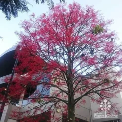 Illawarra Flame Tree - Brachychiton 22 Illawarra Flame Tree - Brachychiton -NatureNest Shop apo flame tree rsl