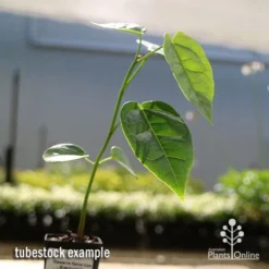 Illawarra Flame Tree - Brachychiton 20 Illawarra Flame Tree - Brachychiton -NatureNest Shop apo flame tree tubestock