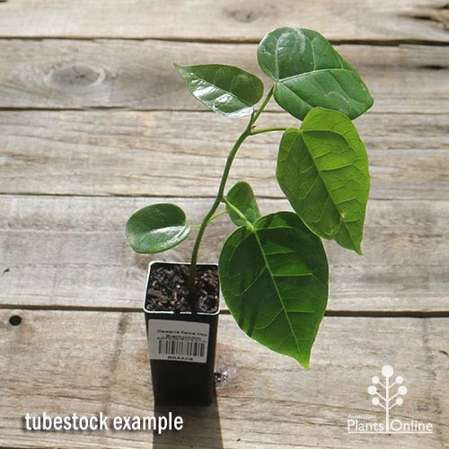 Illawarra Flame Tree - Brachychiton 3 Illawarra Flame Tree - Brachychiton - Image 3