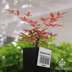 Nandina FLIRT -NatureNest Shop apo flirt tubestock