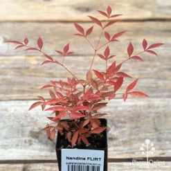 Nandina FLIRT -NatureNest Shop apo flirt tubestock top