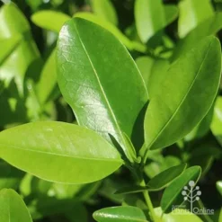 Acronychia Imperforata - Fraser Island Apple 15 Acronychia Imperforata - Fraser Island Apple -NatureNest Shop apo fraser island apple leaf