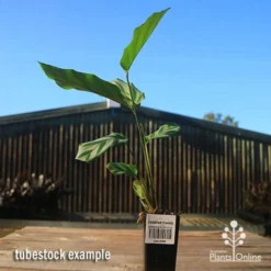 Calathea Freddy 7 Calathea Freddy -NatureNest Shop apo freddy tubestock tall