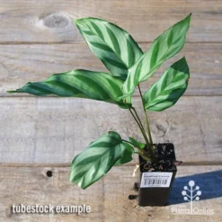 Calathea Freddy 6 Calathea Freddy -NatureNest Shop apo freddy tubestock top