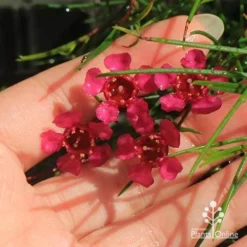 Chamelaucium Free Spirit - Waxflower -NatureNest Shop apo free spirit deep pink