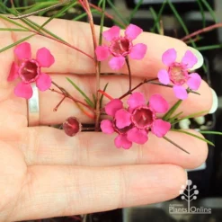 Chamelaucium Free Spirit - Waxflower -NatureNest Shop apo free spirit flower size