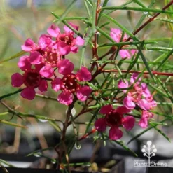 Chamelaucium Free Spirit - Waxflower -NatureNest Shop apo free spirit magenta
