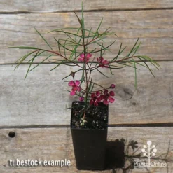 Chamelaucium Free Spirit - Waxflower -NatureNest Shop apo free spirit waxflower tubestock