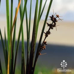 Lomandra Frosty Top -NatureNest Shop apo frosty top flowers