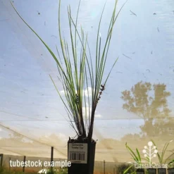Lomandra Frosty Top -NatureNest Shop apo frosty top tubestock
