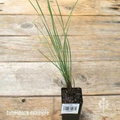 Lomandra Frosty Top -NatureNest Shop apo frosty top tubestock 1