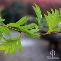 Grevillea Gaudichaudii 15 Grevillea Gaudichaudii -NatureNest Shop apo gaudichaudi grevillea foliage