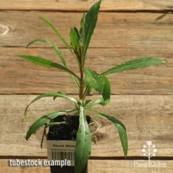 Gaura White -NatureNest Shop apo gaura white tubestock top 1
