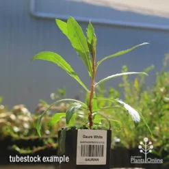 Gaura White -NatureNest Shop apo gaura white tubestock 1