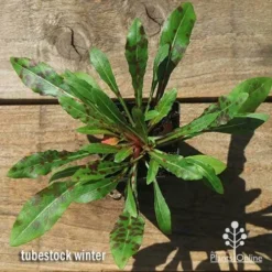 Gaura White -NatureNest Shop apo gaura winter colour