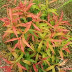 Callistemon Great Balls Of Fire -NatureNest Shop apo gbof above