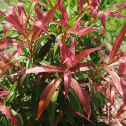 Callistemon Great Balls Of Fire -NatureNest Shop apo gbof leaf colour september