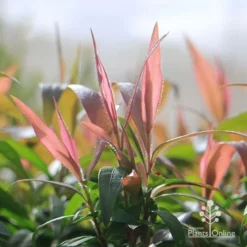 Callistemon Great Balls Of Fire -NatureNest Shop apo gbof pink tips winter