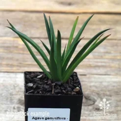Agave Geminiflora - Succulent -NatureNest Shop apo geminiflora tubestock