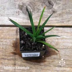 Agave Geminiflora - Succulent -NatureNest Shop apo geminiflora tubestock top