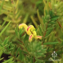 Grevillea Gold Rush 13 Grevillea Gold Rush -NatureNest Shop apo gold rush flower and foliage