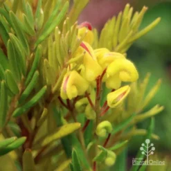 Grevillea Gold Rush 14 Grevillea Gold Rush -NatureNest Shop apo gold rush grevillea flower