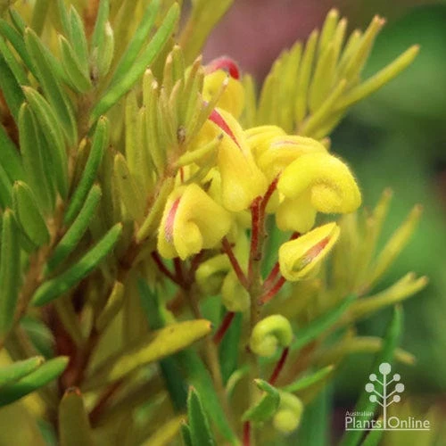 Grevillea Gold Rush 7 Grevillea Gold Rush - Image 7