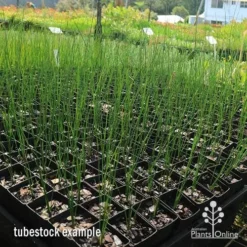 Xanthorrhoea - Grass Tree -NatureNest Shop apo grass tree johnsoni