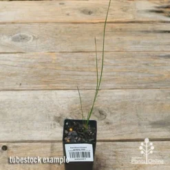 Xanthorrhoea - Grass Tree -NatureNest Shop apo grass tree tubestock top