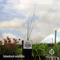 Xanthorrhoea - Grass Tree -NatureNest Shop apo grass tree tubestock 1
