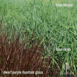 Pennisetum - Dwarf Purple Fountain Grass -NatureNest Shop apo grasses ptl