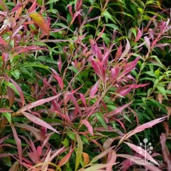 Callistemon Great Balls Of Fire -NatureNest Shop apo great balls foliage
