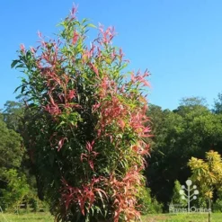 Callistemon Great Balls Of Fire -NatureNest Shop apo great balls of fire callistemon bush