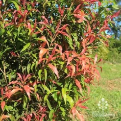 Callistemon Great Balls Of Fire -NatureNest Shop apo great balls of fire callistemon foliage