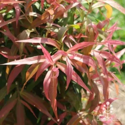 Callistemon Great Balls Of Fire -NatureNest Shop apo great balls of fire leaf colour september