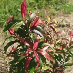 Callistemon Great Balls Of Fire -NatureNest Shop apo great balls of fire nursery planting