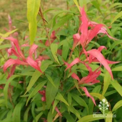 Callistemon Great Balls Of Fire -NatureNest Shop apo great balls of fire pink