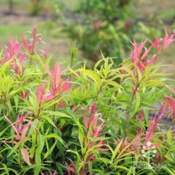 Callistemon Great Balls Of Fire -NatureNest Shop apo great balls of fire spring pink