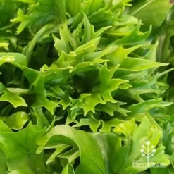 Microsorum Green Flame Fern -NatureNest Shop apo green flame fern leaftips