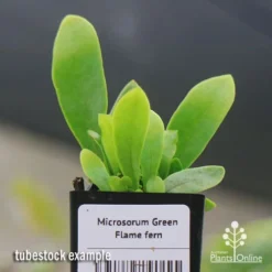 Microsorum Green Flame Fern -NatureNest Shop apo green flame fern tubestock2