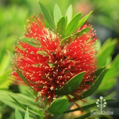 Callistemon Green John -NatureNest Shop apo green john callistemon flower 1