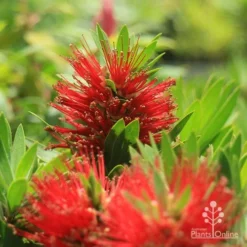 Callistemon Green John -NatureNest Shop apo green john callistemon flowers