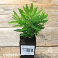 Callistemon Green John -NatureNest Shop apo green john callistemon tubestock