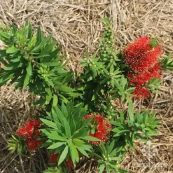 Callistemon Green John -NatureNest Shop apo green john flowering nursery