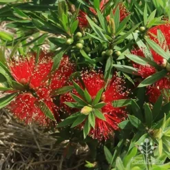 Callistemon Green John -NatureNest Shop apo green john flowers