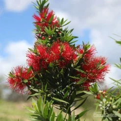 Callistemon Green John -NatureNest Shop apo green john large flower cluster