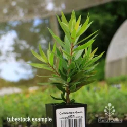 Callistemon Green John -NatureNest Shop apo green john tubestock
