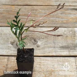 Grevillea Amazing Grace -NatureNest Shop apo grevillea amazing grace tubestock top