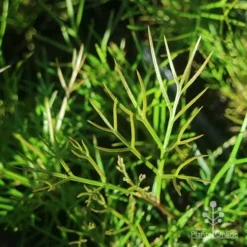 Grevillea Bon Accord 19 Grevillea Bon Accord -NatureNest Shop apo grevillea bon accord foliage